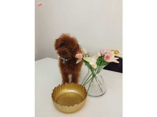Red Brown Üst Kalite 5 Aylık Erkek Kore Poodle