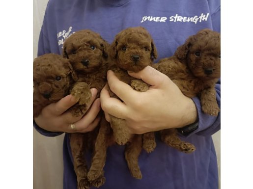 Safkan Red Brown Toy & Kore Poodle Yavrular - Üst Kalite