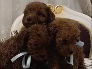 Red Brown Teacup Üst Kalite Toy Poodle Erkek Yavrular