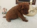 Safkan Red Brown Toy & Kore Poodle Yavrular - Üst Kalite