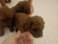 Safkan Red Brown Toy & Kore Poodle Yavrular - Üst Kalite