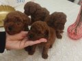 Safkan Red Brown Toy & Kore Poodle Yavrular - Üst Kalite