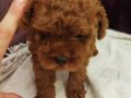 Safkan Red brown Toy ve Kore Dişi Poodle Yavrular 