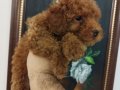 Safkan Red brown Toy ve Kore Dişi Poodle Yavrular 