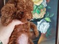Safkan Red brown Toy ve Kore Dişi Poodle Yavrular 