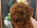Safkan Red brown Toy ve Kore Dişi Poodle Yavrular 