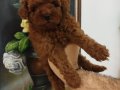 Safkan Red brown Toy ve Kore Dişi Poodle Yavrular 