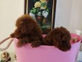 Safkan Red brown Toy ve Kore Dişi Poodle Yavrular 