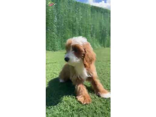 Ender Güzellikte Maltipo