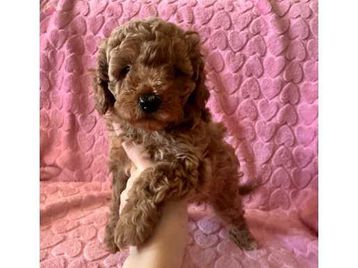 Safkan Toypoodle bebekler 