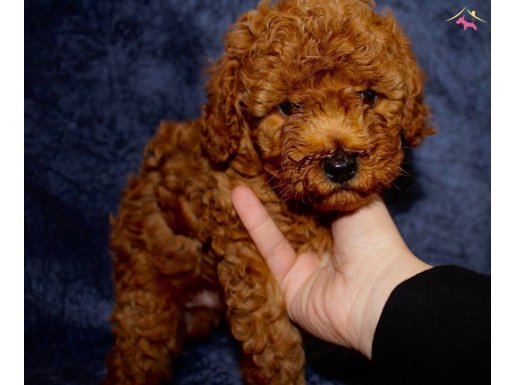 Anne baba yanında safkan Toypoodle bebekler 