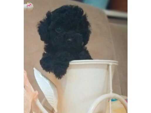 Safkan anne baba yanında Toypoodle yavrular 