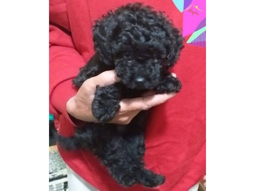 Safkan Toypoodle yavrular 