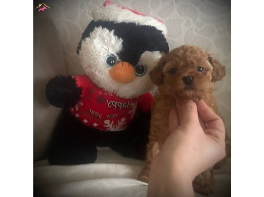 Minikcik muhteşem Toypoodle bebek 