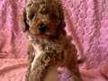 Safkan Toypoodle bebekler 