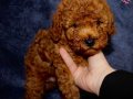 Anne baba yanında safkan Toypoodle bebekler 