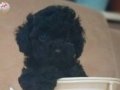 Safkan anne baba yanında Toypoodle yavrular 