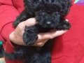 Safkan Toypoodle yavrular 