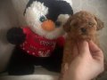 Minikcik muhteşem Toypoodle bebek 