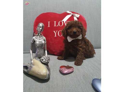 Sevimli toy poodle yavrular