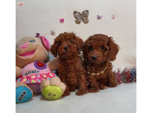 Kore kan yavrularım 