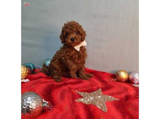 Anne altindan yavrular 