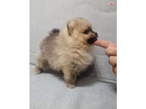 Ayı Surat Pomeranian Boo | Sosyal Ortamın Yeni Yıldızı
