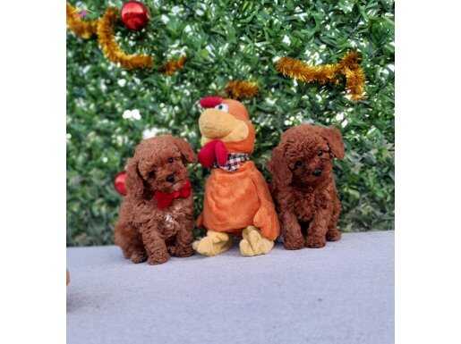 Kore kan mükemmel kalite yavrular 