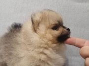 Ayı Surat Pomeranian Boo | Sosyal Ortamın Yeni Yıldızı