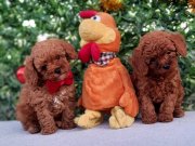 Kore kan mükemmel kalite yavrular 