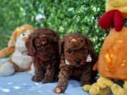 Sağlık ve Irk Garantili Orijinal Anne AltIndan Yavrular