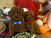 Çikolatamsı Poodle Yavrular
