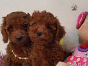 KALiTE Poodle Kredi Kartına taksit Oluyor