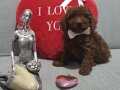 Sevimli toy poodle yavrular
