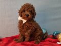 Çikolatamsı Poodle Yavrular