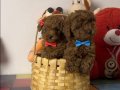 Çikolatamsı Poodle Yavrular