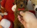 Çikolatamsı Poodle Yavrular