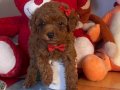 Çikolatamsı Poodle Yavrular