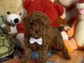 Çikolatamsı Poodle Yavrular