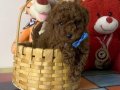 Çikolatamsı Poodle Yavrular