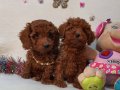 KALiTE Poodle Kredi Kartına taksit Oluyor
