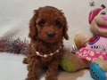 KALiTE Poodle Kredi Kartına taksit Oluyor