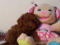 KALiTE Poodle Kredi Kartına taksit Oluyor
