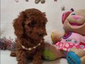 KALiTE Poodle Kredi Kartına taksit Oluyor