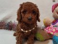 KALiTE Poodle Kredi Kartına taksit Oluyor