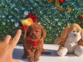 Irk ve saglik garantili poodle