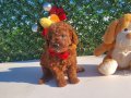 Irk ve saglik garantili poodle