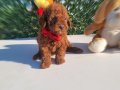 Irk ve saglik garantili poodle