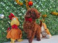 Irk ve saglik garantili poodle