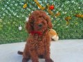 Irk ve saglik garantili poodle